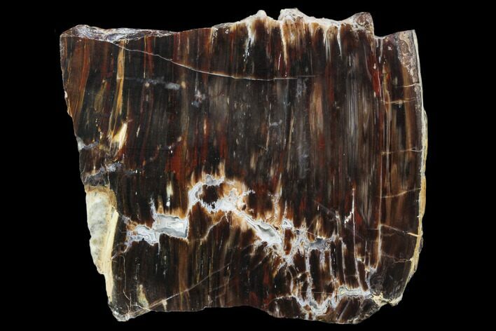 Polished Petrified Wood Slab - Oregon #106371